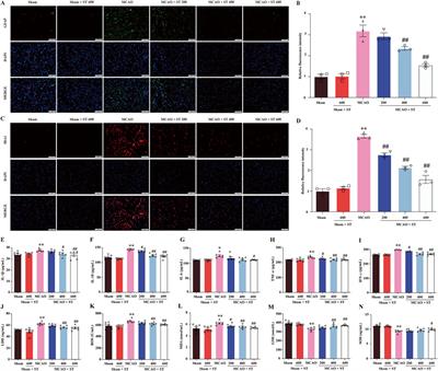 Lithocarpus polystachyus Rehd. ameliorates cerebral ischemia/reperfusion injury through inhibiting PI3K/AKT/NF-κB pathway and regulating NLRP3-mediated pyroptosis